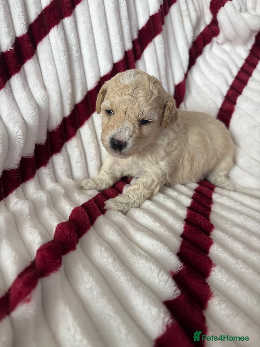 Poochon dogs for sale: Beautiful fluffy puppies  - Advert 8
