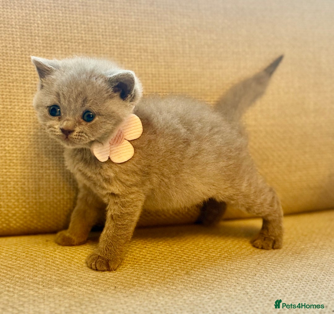 British Shorthair cats for sale: 🐾💜lilac and lilac point girls💜🐾 health tested  - Image 9