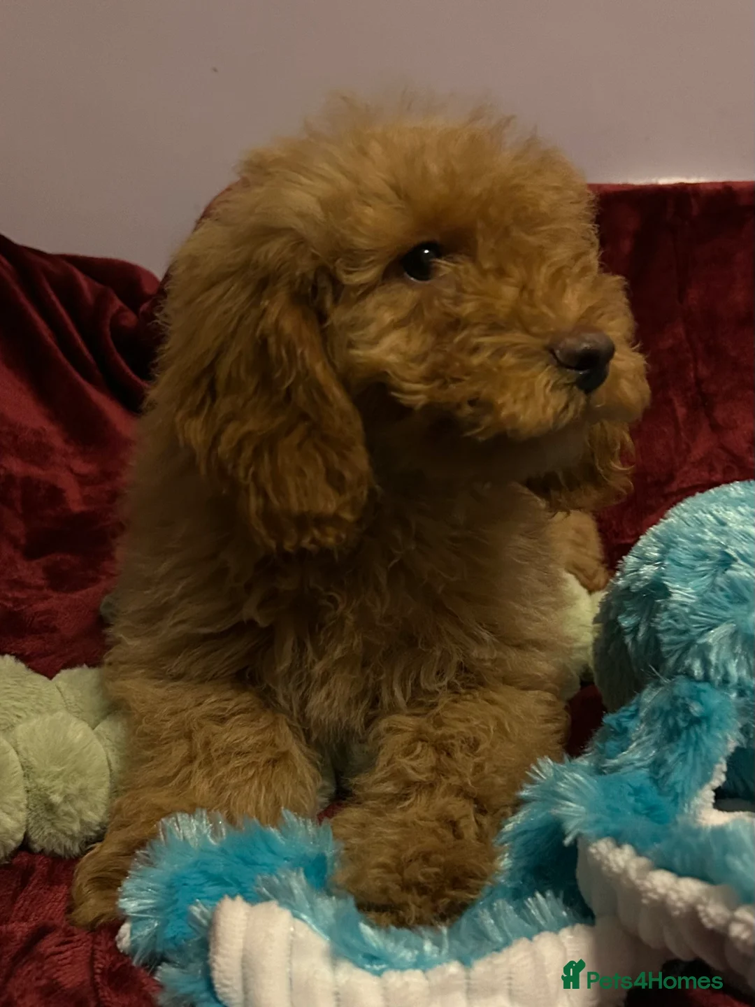 Cockapoo dogs for sale: Stunning fox red cockapoo puppies PRA Clear  - Advert 3