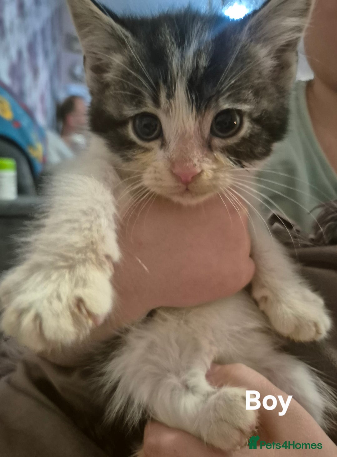 Mixed Breed cats for sale: 5 fluffy kittens looking for forever homes - Advert 5