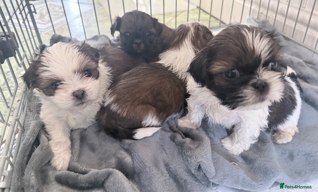 Shih Tzu dogs for sale: 3 Beautiful Shih Tzu girls left 🐶⭐️ - Advert 22