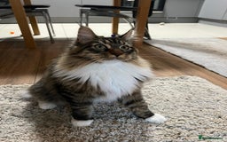 Maine Coon cats for sale: Maine Coon Kitten - Image 5