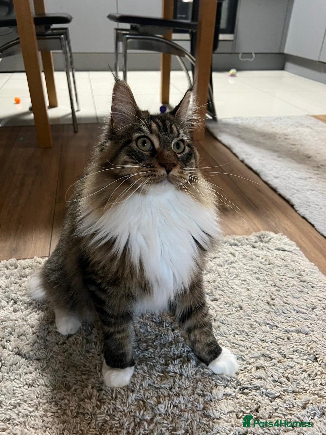 Maine Coon cats for sale: Maine Coon Kitten - Image 5