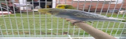 Budgerigars birds for sale: Beautiful budgies for sale  - Advert 2