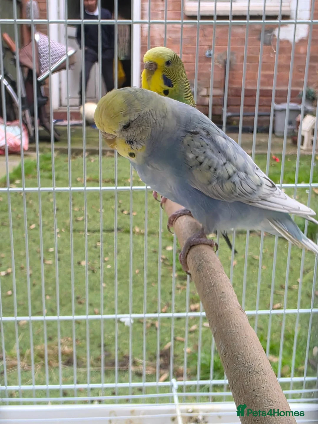 Budgerigars birds for sale: Beautiful budgies for sale  - Advert 2