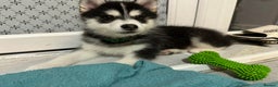 Pomsky dogs for sale: READY SMALL F4 POMSKY - Advert 35