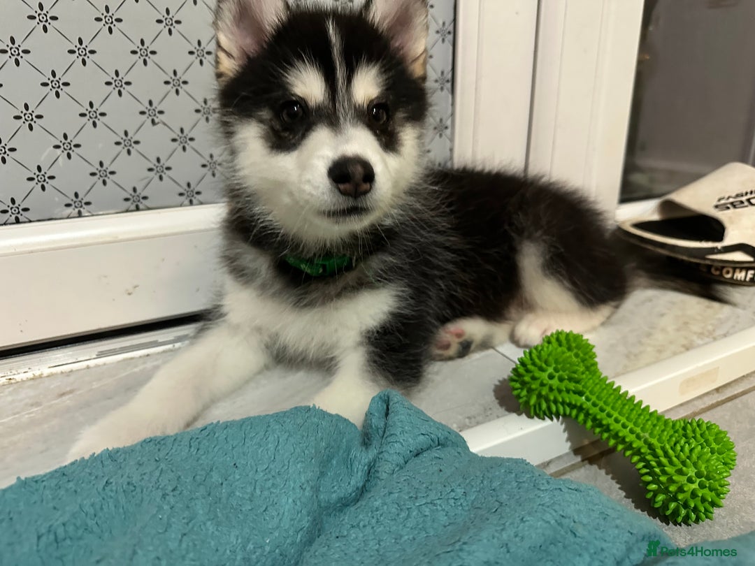 Pomsky dogs for sale: READY SMALL F4 POMSKY - Advert 35