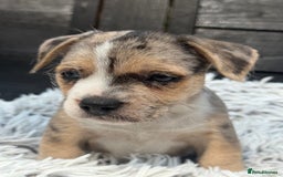 Mixed Breed dogs for sale: Stunning chunky Jack Russell x puppies, ready fri - Image 10