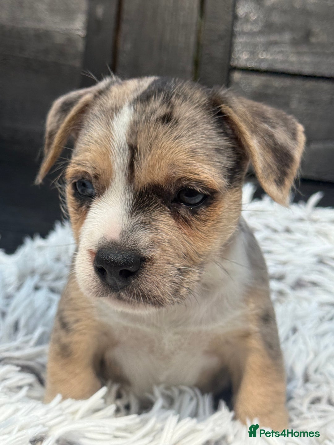 Mixed Breed dogs for sale: Stunning chunky Jack Russell x puppies, ready fri - Image 10