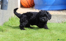 Cavapoochon dogs for sale: Beautiful Cavapoochon puppies for sale - Image 7