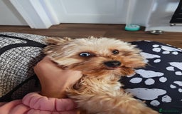 Yorkshire Terrier dogs for stud: Red Merle Yorkshire Terrier Stud - Image 2