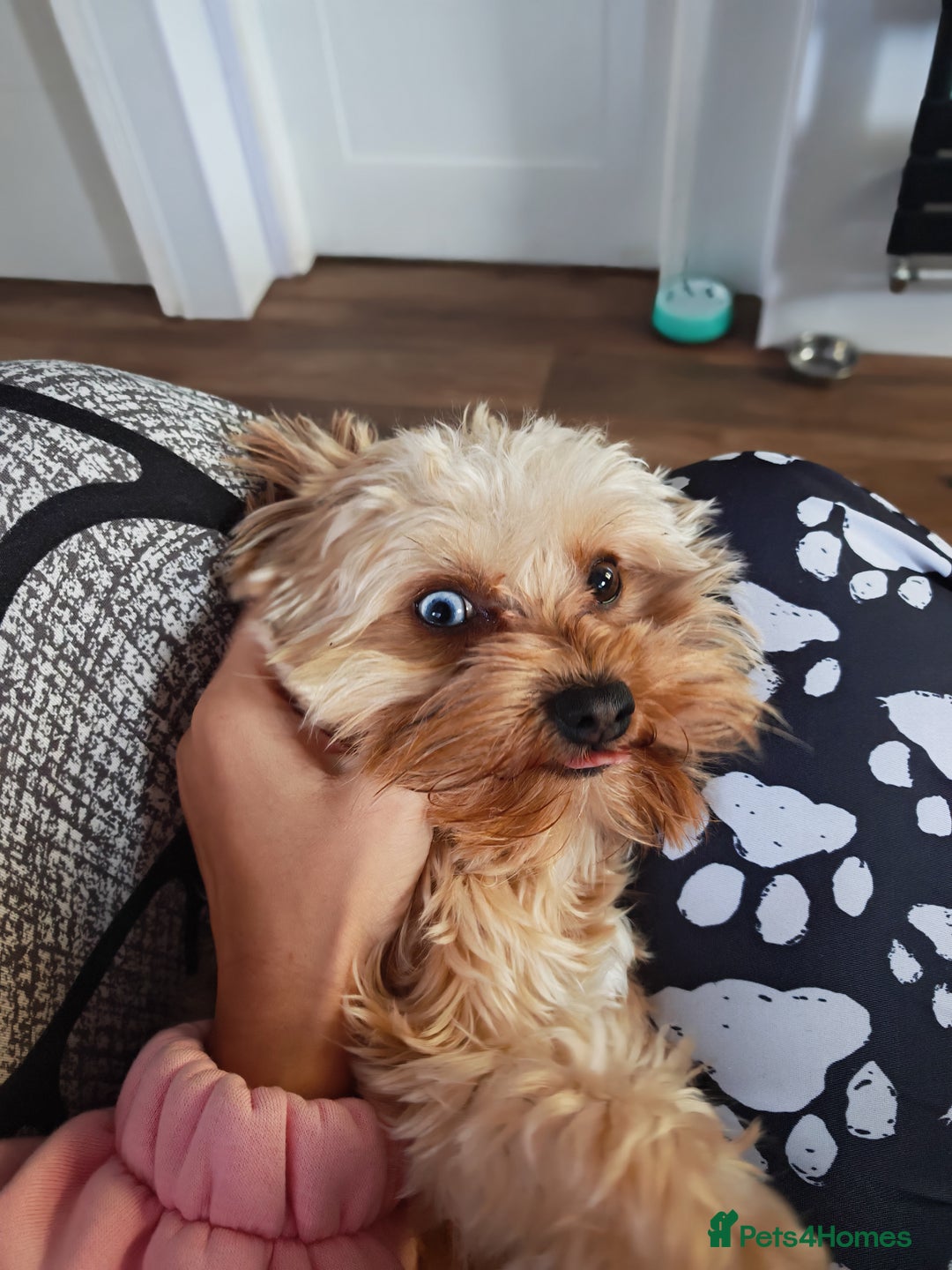 Yorkshire Terrier dogs for stud: Red Merle Yorkshire Terrier Stud - Image 2