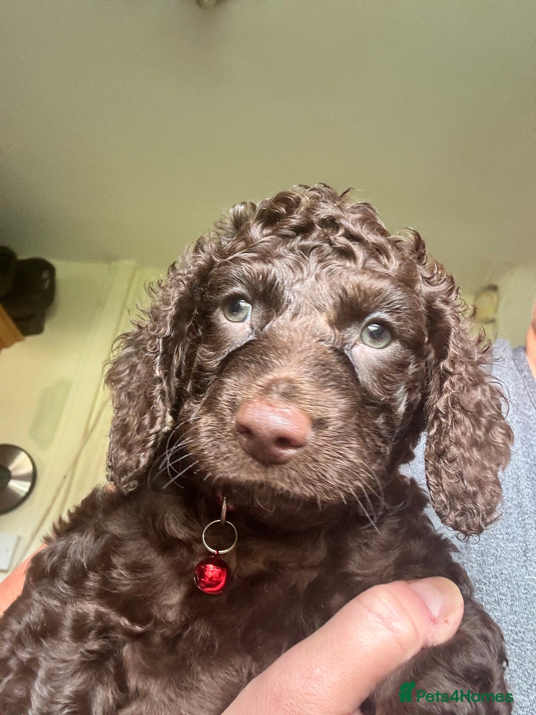 Cocker Spaniel dogs for sale: Cocker Spaniel pups. Ready 27/09/25 - Image 13