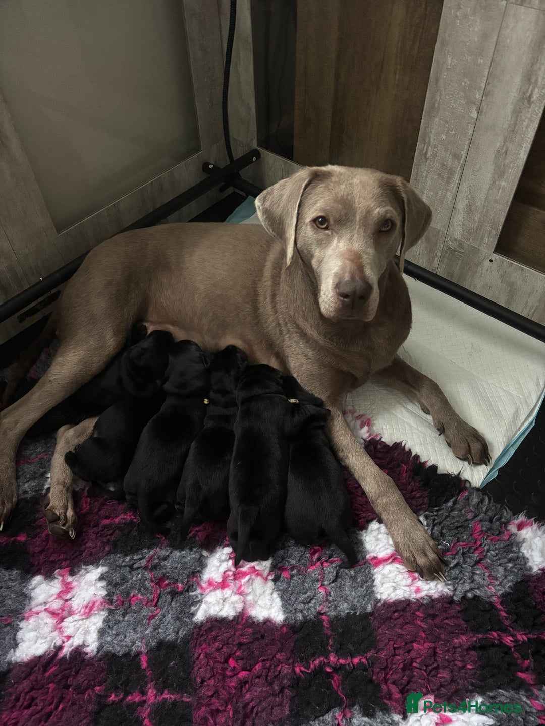 Labrador Retriever dogs for sale: Stunning litter of chunky black Labradors - Advert 1