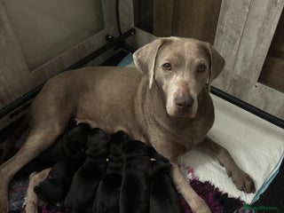 Labrador Retriever dogs for sale: Stunning litter of chunky black Labradors - Advert 1