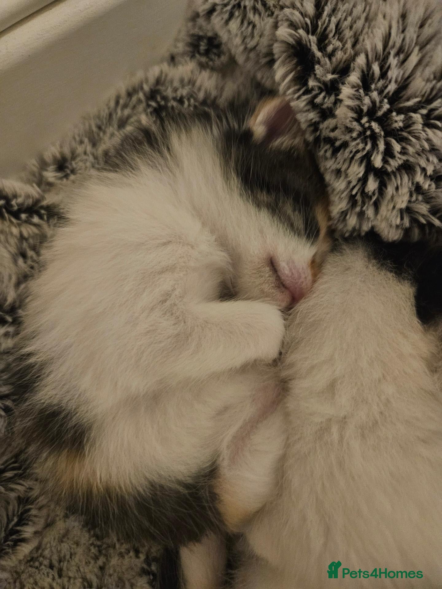 Ragdoll cats Stunning, Friendly Ragdoll cross kittens - Advert 2