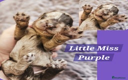 Cockapoo dogs for sale: Multigen Merle & Chocolate Cockapoo Puppies - Image 1