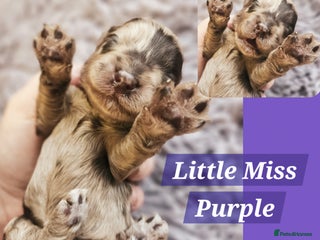 Cockapoo dogs - Advert 1