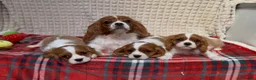 Cavalier King Charles Spaniel dogs for sale: STUNNING CAVALIER KING CHARLES BOYS  - Advert 11