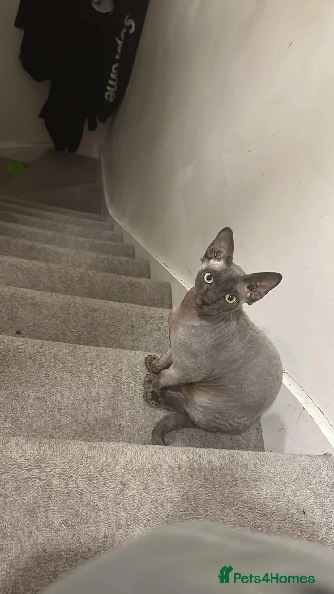 Sphynx cats for sale: Sphynx- Devon Rex - Advert 1