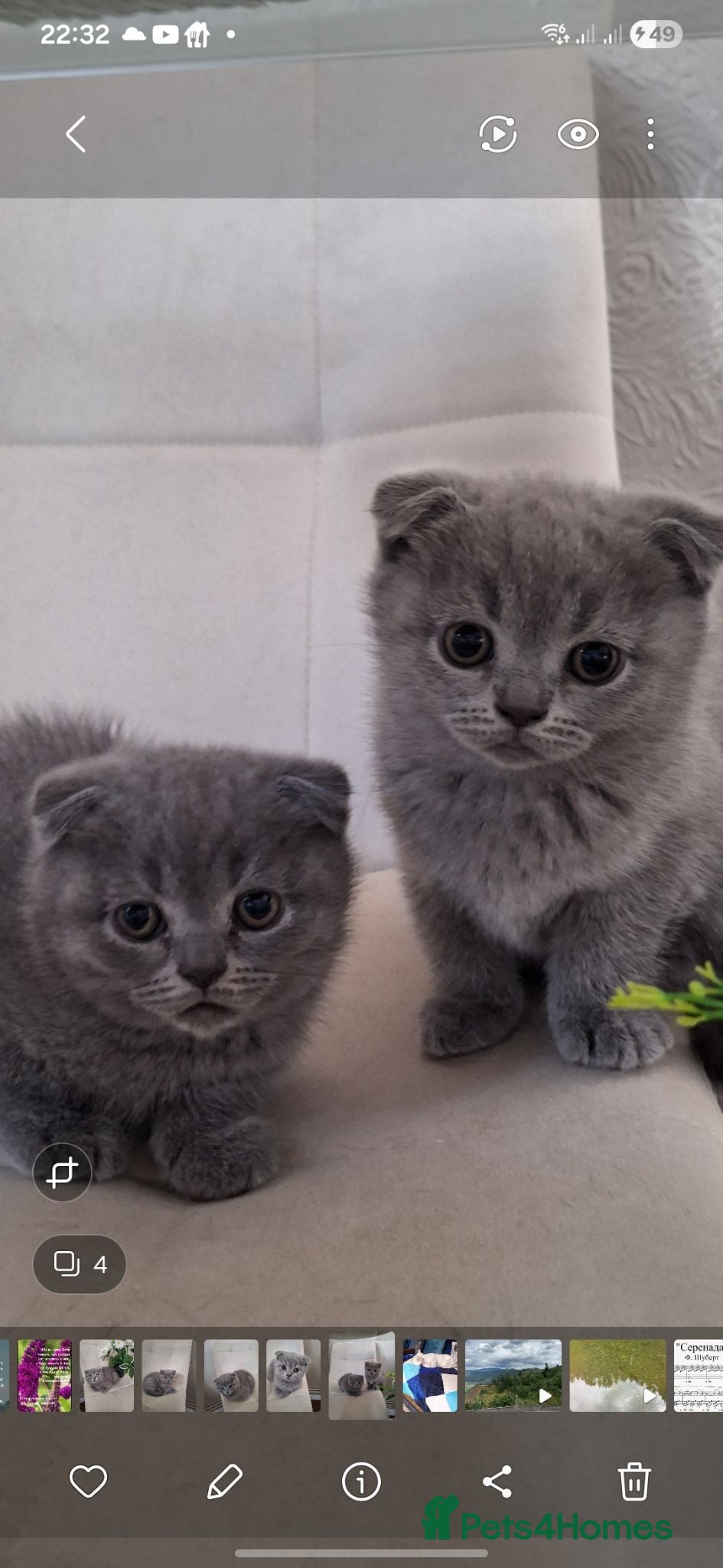Scottish Fold cats Scotish fold kittens for sale - Advert 2