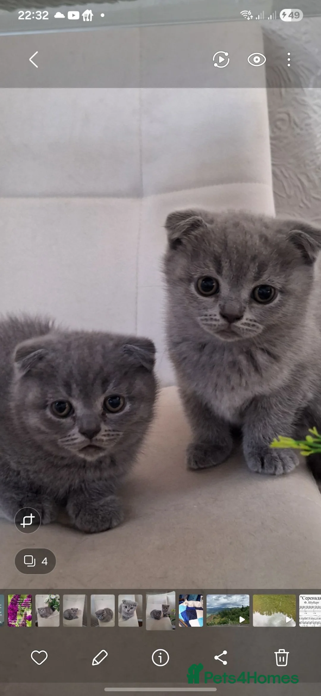 Scottish Fold cats for sale: Scotish fold kittens for sale in Boston - Advert 2