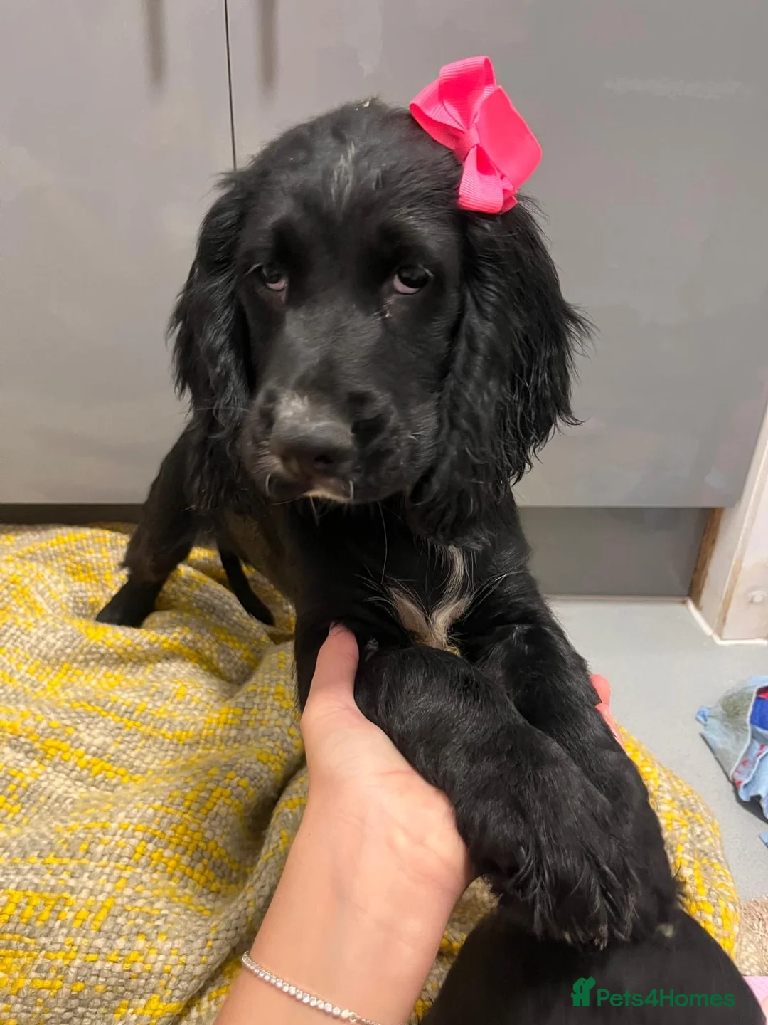 Cocker Spaniel dogs for sale: Beautiful cocker spaniel girls  - Advert 11