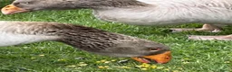 Geese poultry for sale: Russian Tula geese (trio) in Devizes - Advert 8