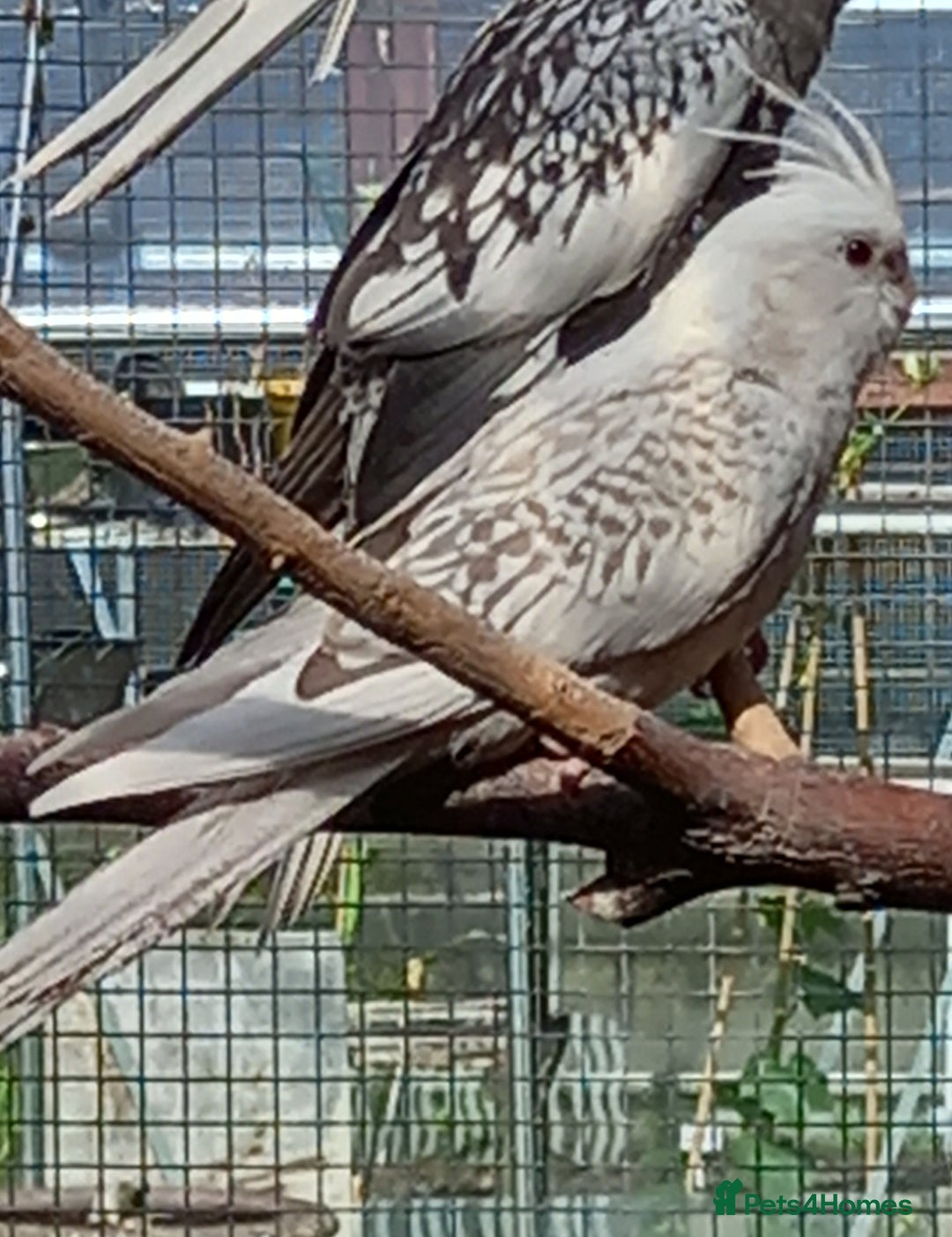 Cockatiels birds for sale: Young cockatiels for sale, £100 each, sandbach - Image 2