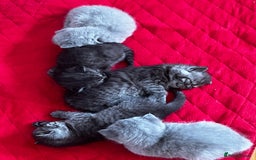 British Shorthair cats for sale: British Shorthair Kittens – 1 Boy & 3 Girls - Image 2