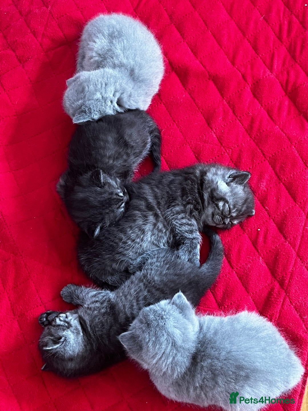 British Shorthair cats for sale: British Shorthair Kittens – 1 Boy & 3 Girls - Image 2