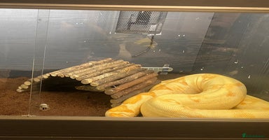 Boa Snake reptiles - Advert 5