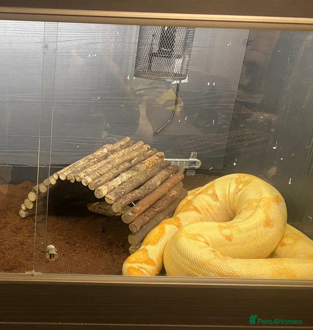 Boa Snake reptiles for sale: Albino Khal Boa Female - full setup, breeder pair - Image 2