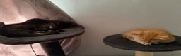 Mixed Breed cats for sale: Beautiful kittens for sale!  - Advert 5