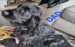 Cocker Spaniel dogs for sale: Cocker spaniel pups - Image 7