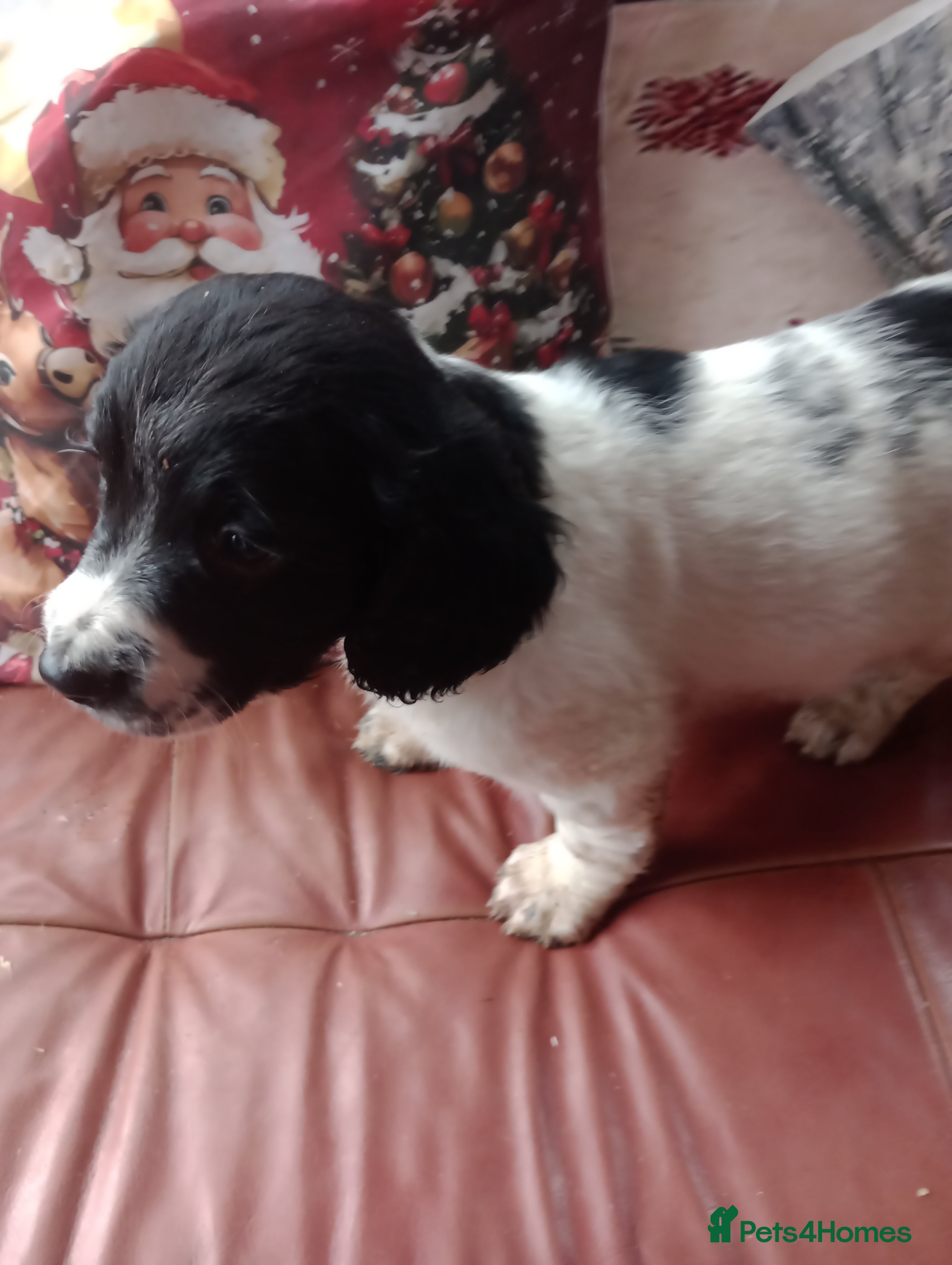 English Springer Spaniel dogs Adorable English springer spaniels - Advert 3