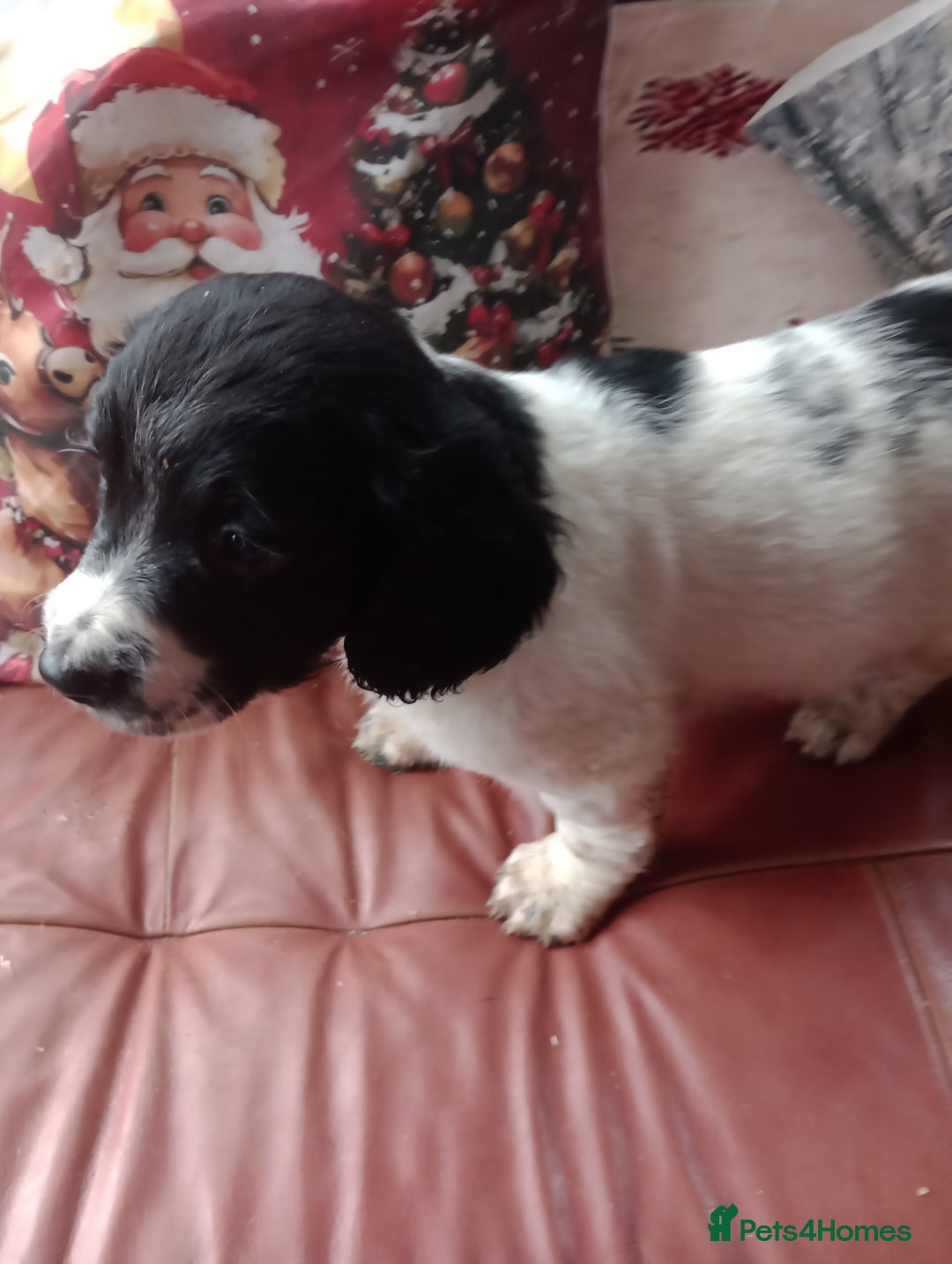 English Springer Spaniel dogs for sale: Adorable English springer spaniels - Advert 3