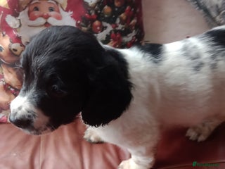 English Springer Spaniel dogs Adorable English springer spaniels - Advert 1