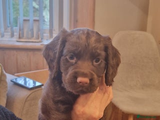 Cocker Spaniel dogs Working Cocker Spaniel puppies - Advert 17