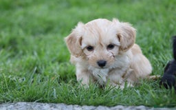 Cavapoochon dogs for sale: Cavapoochon puppies for sale - Image 19