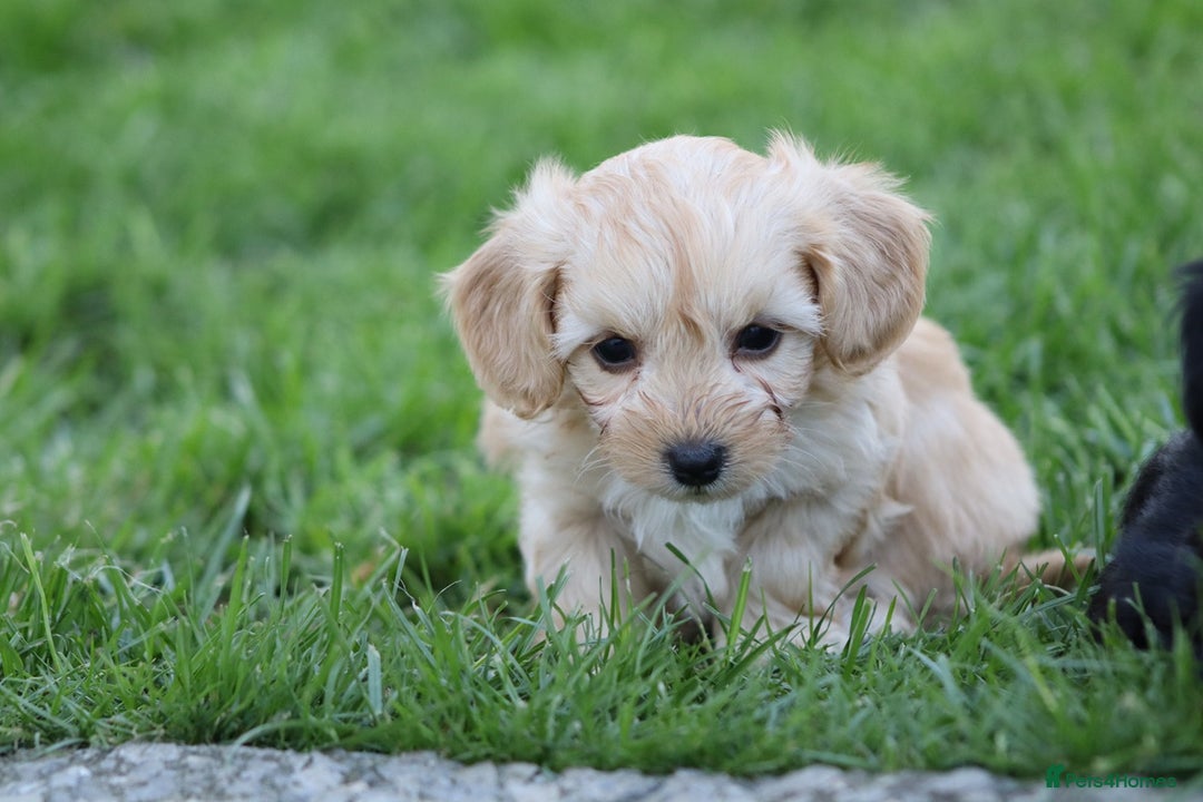 Cavapoochon dogs for sale: Cavapoochon puppies for sale - Image 19