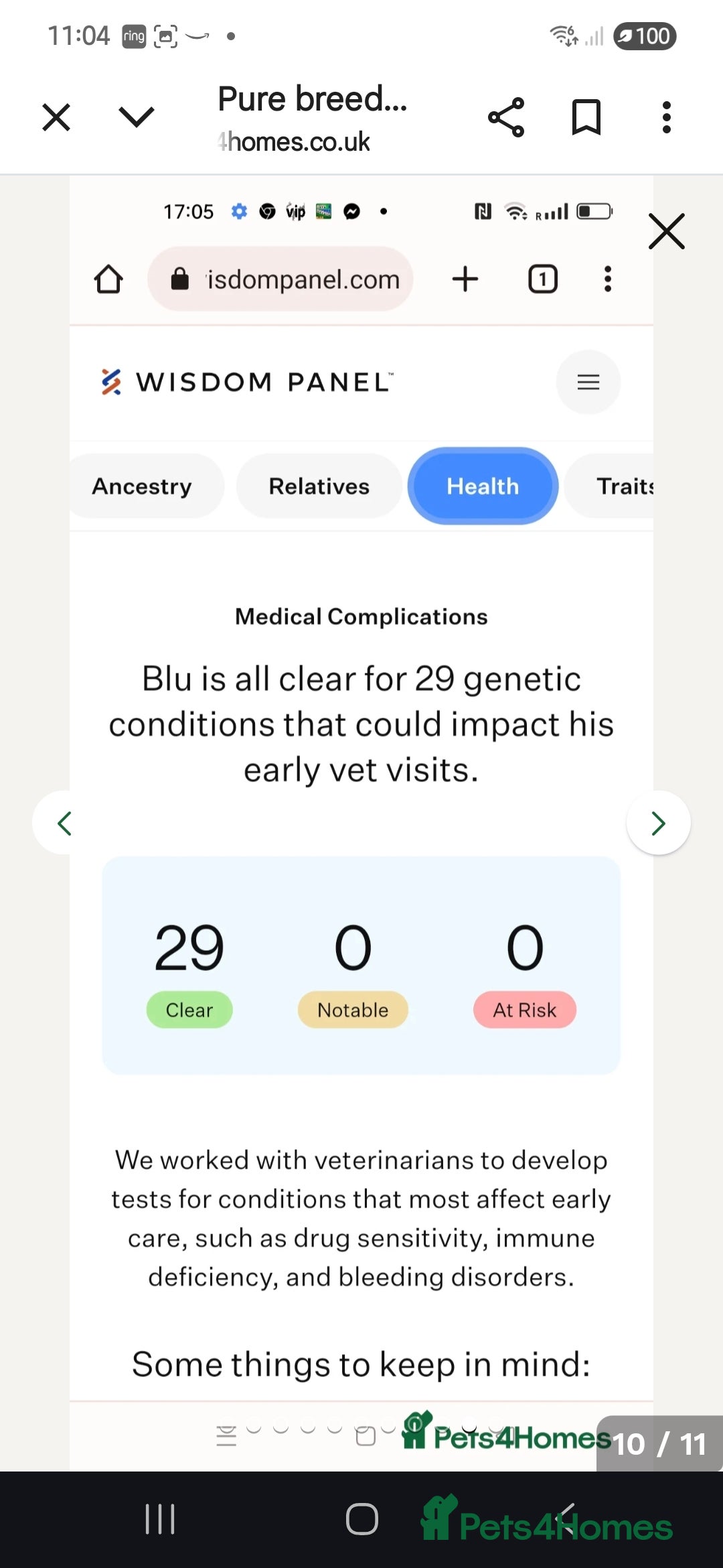 Border Collie dogs for sale: Border collie blue merle puppies  - Advert 15