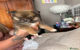 Pomeranian dogs for sale: Pomeranian girls for sale  - Image 12