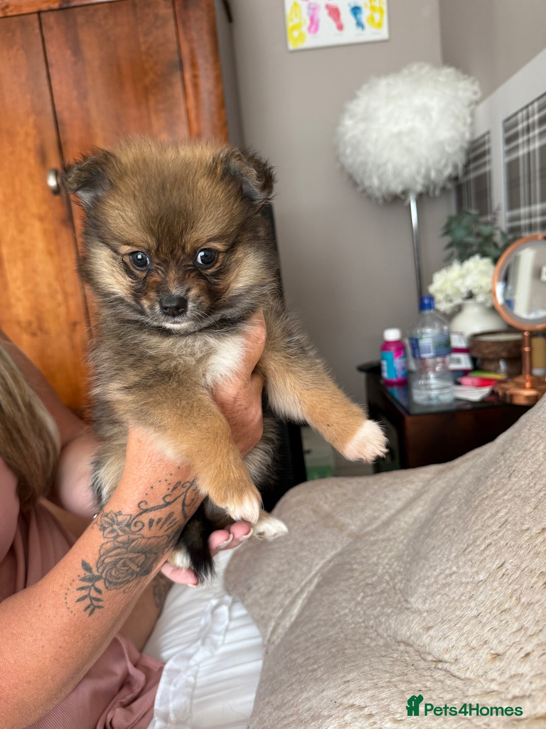 Pomeranian dogs for sale: Pomeranian girls for sale  - Image 12