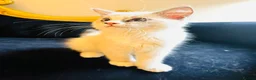 Ragdoll cats for sale: GCCF Ragdolls  - Advert 8