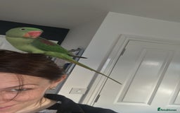 Parakeets birds for sale: Unsexed Alexndrine Parakeet  in Ashford - Image 2