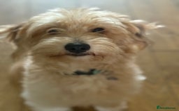 Mixed Breed dogs for sale: Beautiful miniature dash X Maltese  - Image 17
