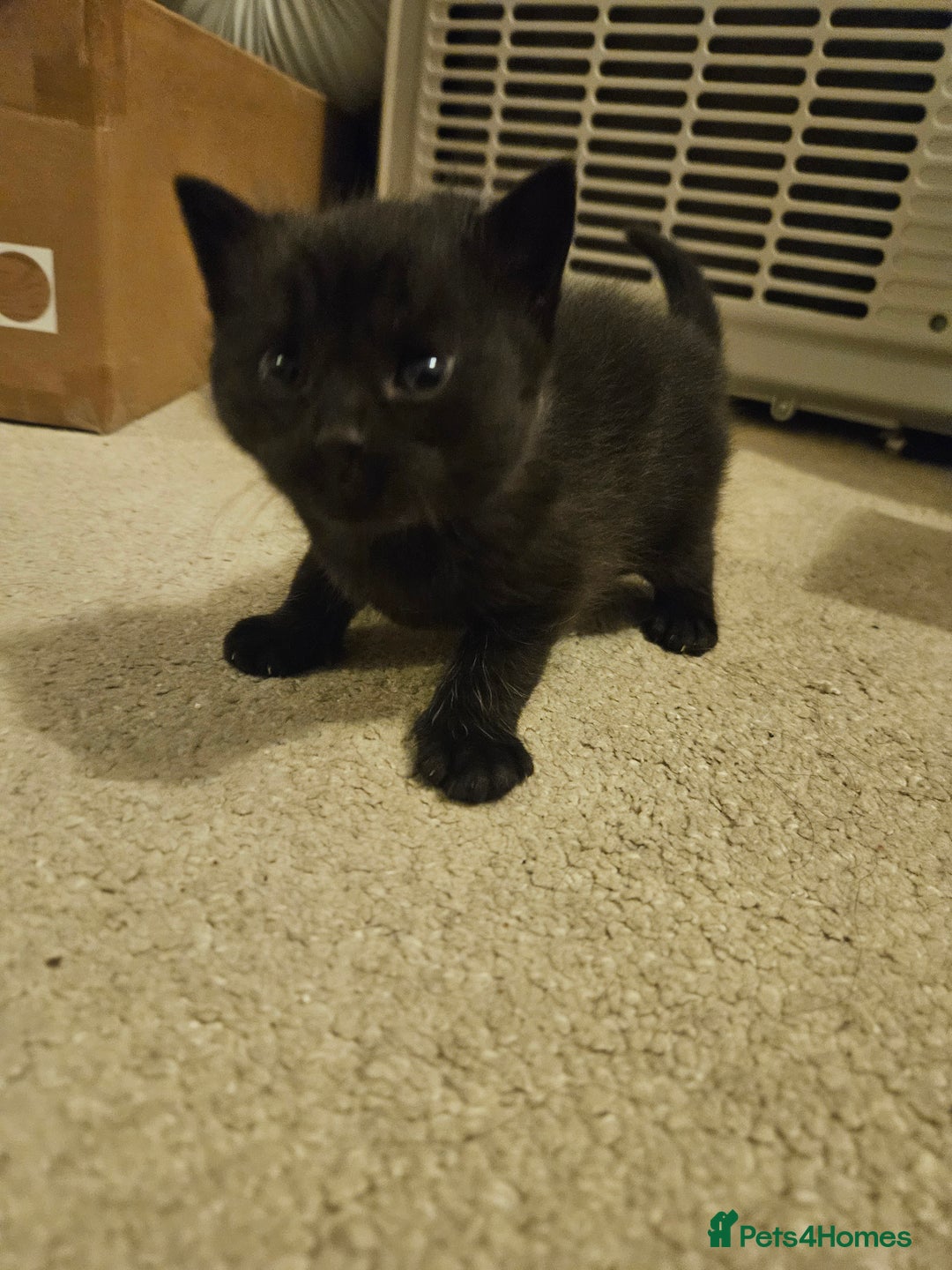 British Shorthair cats for sale: 4 black kittens, 1 boy 3 girls  - Advert 6