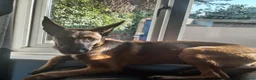 Belgian Shepherd Dog dogs for sale: Belgian Malinois Female - Advert 4