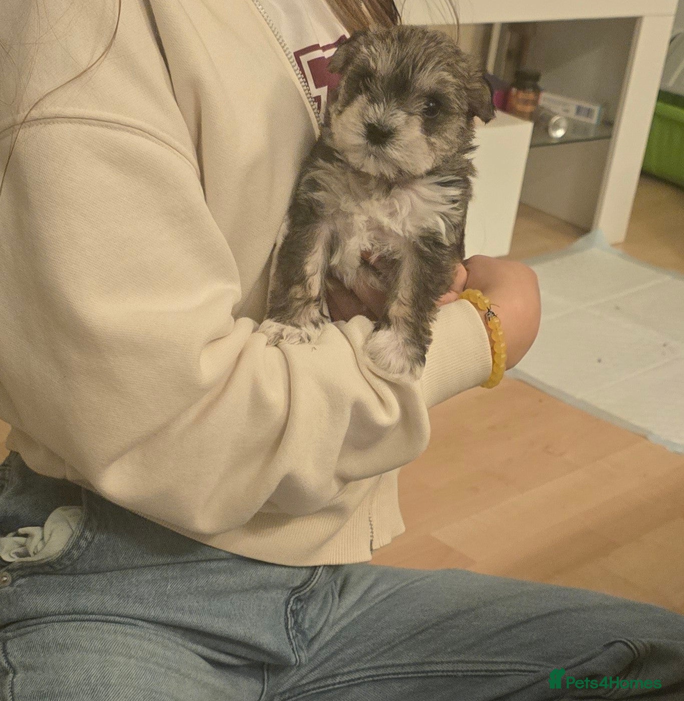 Mixed Breed dogs One unique hybrid puppy  - Advert 7